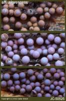 Attēlu rezultāti vaicājumam “Lamproderma nigrescens”