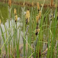 Attēlu rezultāti vaicājumam “Carex acutiformis flower”