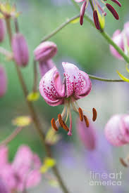 Attēlu rezultāti vaicājumam “Lilium martagon flower”