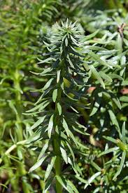 Attēlu rezultāti vaicājumam “Hippuris vulgaris”