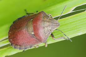 Attēlu rezultāti vaicājumam “Eurygaster testudinaria imago”