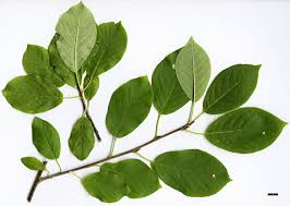 Attēlu rezultāti vaicājumam “Prunus armeniaca leaf”