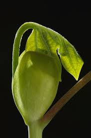 Attēlu rezultāti vaicājumam “Liriodendron tulipifera bud”