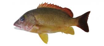 Image result for Lutjanus alexandrei