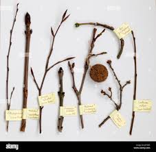 Attēlu rezultāti vaicājumam “Fraxinus excelsior Pendula bud”