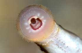 Image result for Lampetra fluviatilis