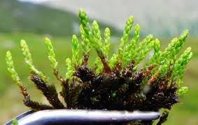 Attēlu rezultāti vaicājumam “Bryum schleicheri”