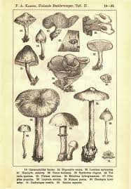 Attēlu rezultāti vaicājumam “Rozites caperata”