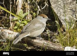 Attēlu rezultāti vaicājumam “Sylvia atricapilla”