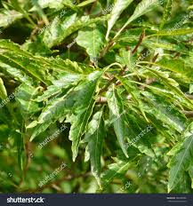 Attēlu rezultāti vaicājumam “Fagus sylvatica fo. laciniata”