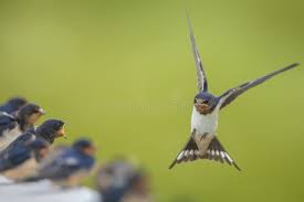 Attēlu rezultāti vaicājumam “Hirundo rustica juvenile”
