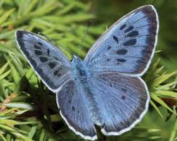 Attēlu rezultāti vaicājumam “Phengaris arion upperside”