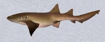 Image result for Ginglymostoma unami