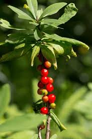 Attēlu rezultāti vaicājumam “Daphne mezereum fruit”