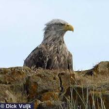Image result for Haliaeetus albicilla