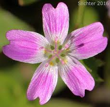 Attēlu rezultāti vaicājumam “Claytonia sibirica flower”