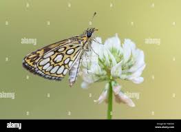 Attēlu rezultāti vaicājumam “Heteropterus morpheus underside”