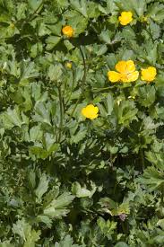 Attēlu rezultāti vaicājumam “Ranunculus cassubicus”