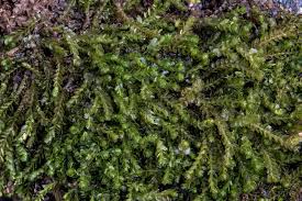 Attēlu rezultāti vaicājumam “Barbilophozia attenuata”