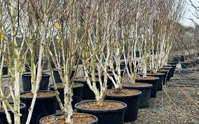 Attēlu rezultāti vaicājumam “Betula humilis”