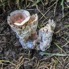 Attēlu rezultāti vaicājumam “Phleogena faginea young”