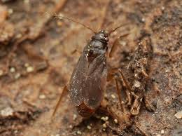 Attēlu rezultāti vaicājumam “Physarum bryocorticola sessile”