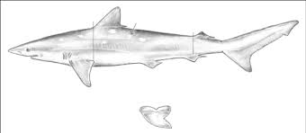 Image result for Rhizoprionodon terraenovae