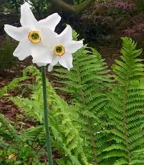 Attēlu rezultāti vaicājumam “Narcissus poeticus”