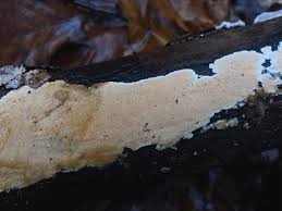 Attēlu rezultāti vaicājumam “Junghuhnia nitida”