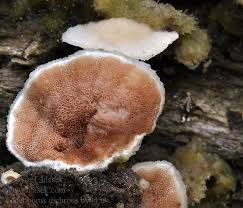 Attēlu rezultāti vaicājumam “Gloeoporus dichrous”