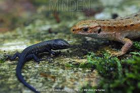 Attēlu rezultāti vaicājumam “Lacerta vivipara juvenile”