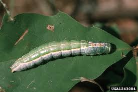 Attēlu rezultāti vaicājumam “Comatricha ellae stalked”