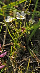 Attēlu rezultāti vaicājumam “Sagina nodosa flower”