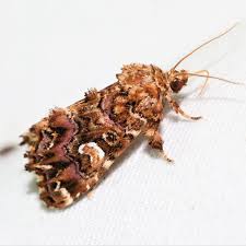 Attēlu rezultāti vaicājumam “Dianemataceae”