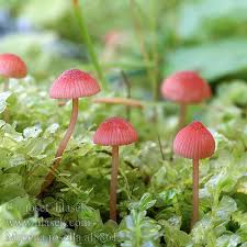 Attēlu rezultāti vaicājumam “Mycena rosella”