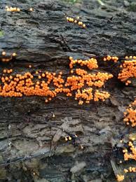 Attēlu rezultāti vaicājumam “Hemitrichia decipiens”