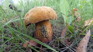 Attēlu rezultāti vaicājumam “Boletus luridus”