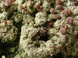 Attēlu rezultāti vaicājumam “Baeomyces rufus”