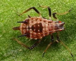 Attēlu rezultāti vaicājumam “Cephaloziella elachista macro”