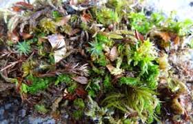 Attēlu rezultāti vaicājumam “Leiocolea heterocolpos”