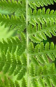 Attēlu rezultāti vaicājumam “Dianemataceae”