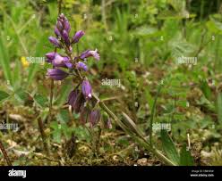 Attēlu rezultāti vaicājumam “Polygala comosa flower”