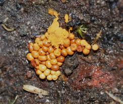 Attēlu rezultāti vaicājumam “Oligonema affine”