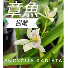 「扭蘭」的圖片搜尋結果