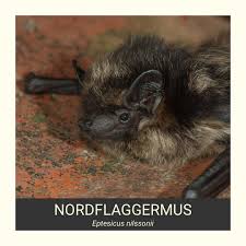 Attēlu rezultāti vaicājumam “Eptesicus nilssonii”