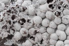 Attēlu rezultāti vaicājumam “Diderma montanum var. album”