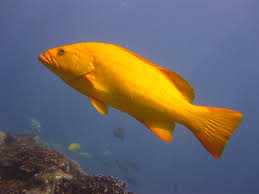 Image result for Mycteroperca olfax