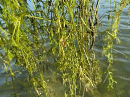 Attēlu rezultāti vaicājumam “Najas major”