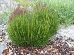 Attēlu rezultāti vaicājumam “Triglochin maritimum flower”