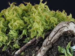 Attēlu rezultāti vaicājumam “Tortula subulata”